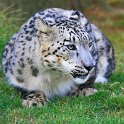 slides/IMG_7521.jpg wildlife, feline, big cat, cat, predator, fur, spot, snow, leopard, eye, steel WBCW21 - Snow Leopard